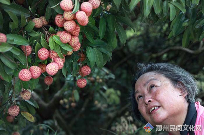 【摄影】喜摘红荔