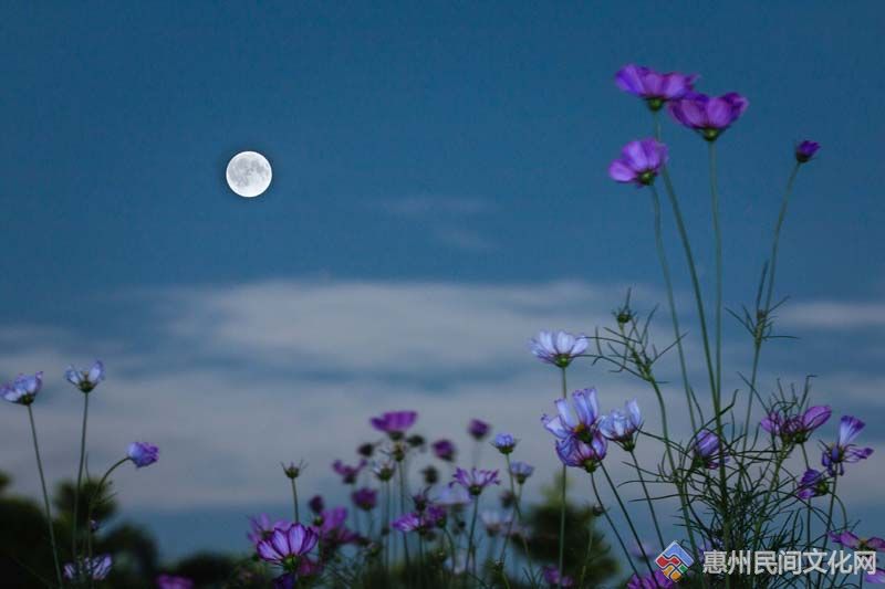 花月图片大全唯美图片