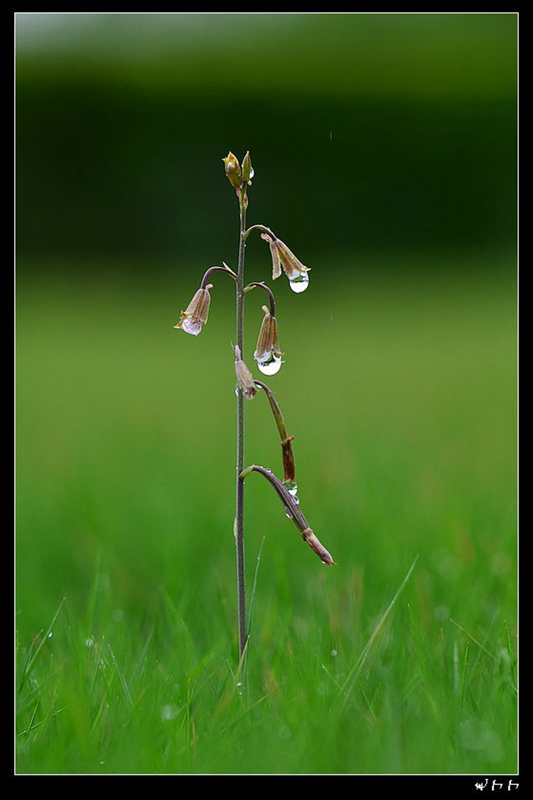 【摄影】雨中兰花